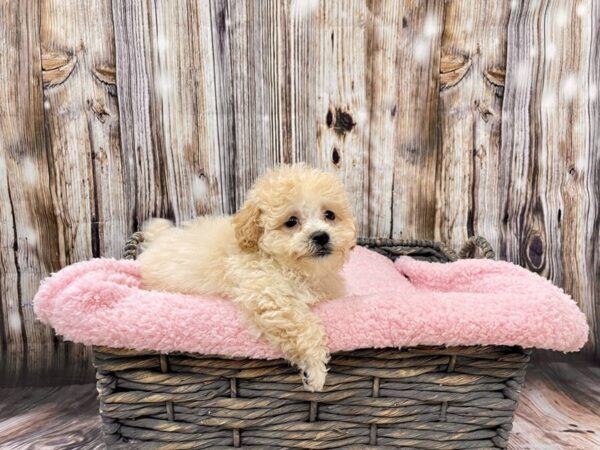 Poo Chon-DOG-Male-Cream & White-21472-Petland Fort Myers, Florida