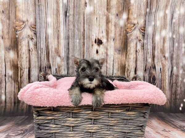 Miniature Schnauzer DOG Female Salt & Pepper 21459 Petland Fort Myers, Florida