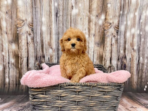 Cavapootese DOG Female Apricot 21468 Petland Fort Myers, Florida