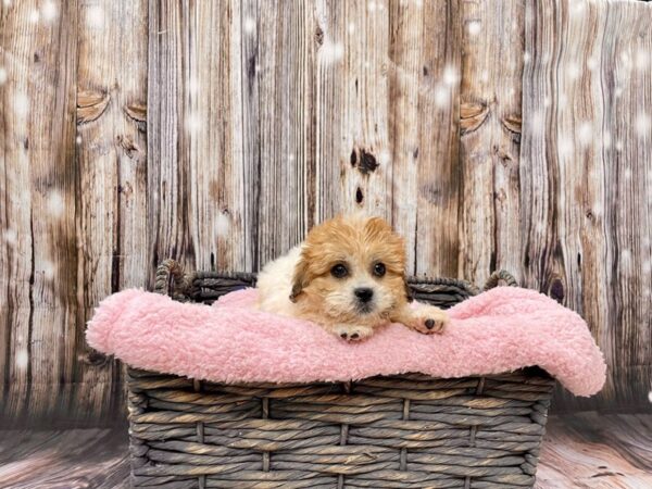 Shih Tzu/Bichon Frise DOG Female Brown & White 21471 Petland Fort Myers, Florida