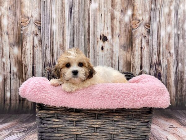 Shih Tzu/Bichon Frise DOG Male Brown & White 21470 Petland Fort Myers, Florida