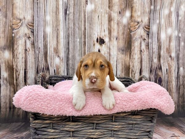 Shar Pei/Beagle-DOG-Female-Brown & White-21469-Petland Fort Myers, Florida