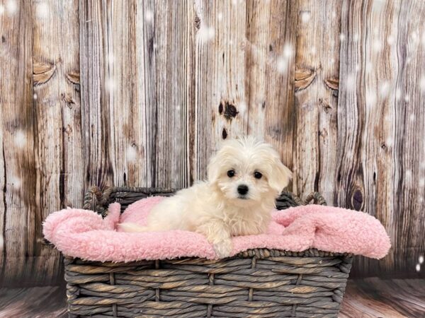 Maltese DOG Female White 21467 Petland Fort Myers, Florida