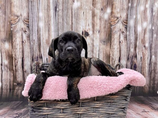 Cane Corso DOG Female Black Brindle 21466 Petland Fort Myers, Florida