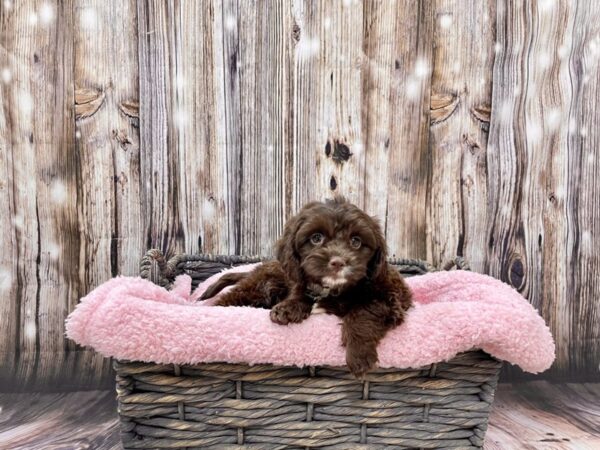 Miniature Poodle/Cavalier King Charles Spaniel-DOG-Male-Chocolate-21465-Petland Fort Myers, Florida