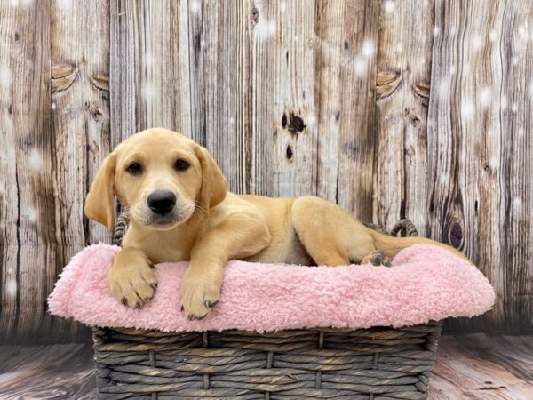 Labrador Retriever DOG Female Yellow 21464 Petland Fort Myers, Florida