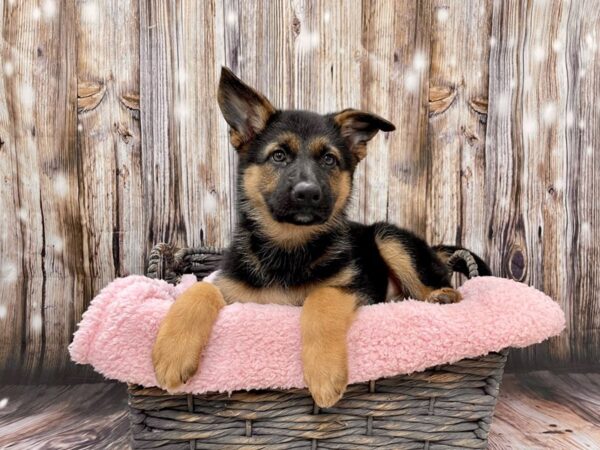 German Shepherd DOG Female Black & Tan 21463 Petland Fort Myers, Florida