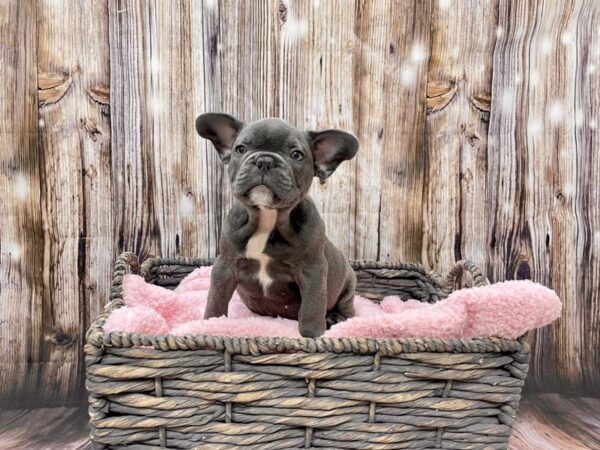 French Bulldog DOG Male Blue 21462 Petland Fort Myers, Florida