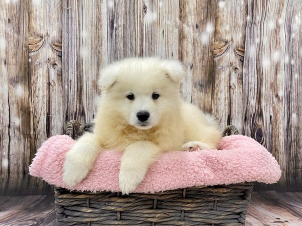 Samoyed DOG Female White 21461 Petland Fort Myers, Florida