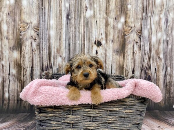 Yorkshire Terrier DOG Male Blue Merle 21460 Petland Fort Myers, Florida