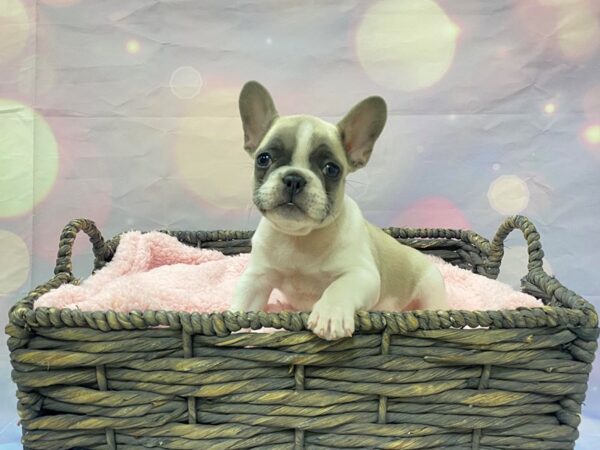 French Bulldog DOG Female Blue Fawn Piebald 21489 Petland Fort Myers, Florida