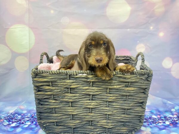 Dachshund-DOG-Male-Choocolate & Tan-21487-Petland Fort Myers, Florida