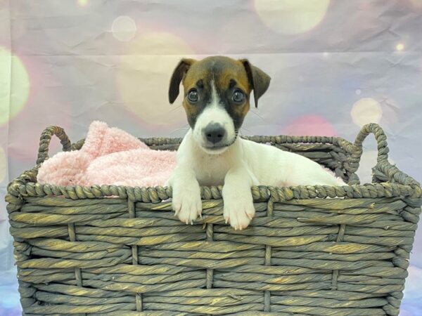 Jack Russell Terrier DOG Female White & Brown 21483 Petland Fort Myers, Florida