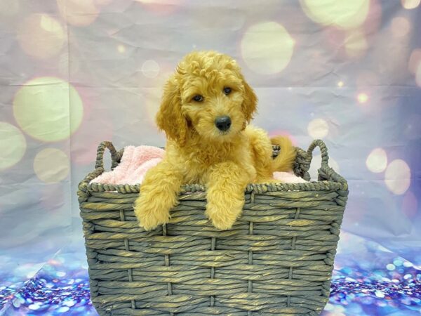 Goldendoodle DOG Female Red 21478 Petland Fort Myers, Florida