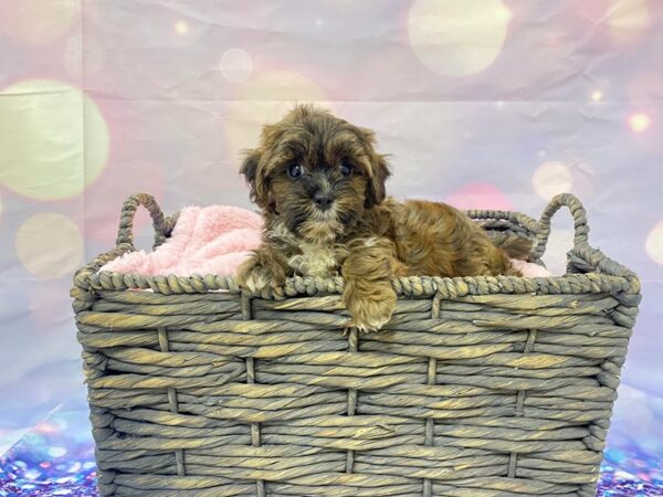 Shih-Poo (Shih Tzu/Poodle)-DOG-Female-Chocolate & White-21477-Petland Fort Myers, Florida