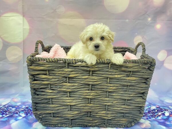 Morkie (Maltese/Yorkshire Terrier) DOG Male White 21474 Petland Fort Myers, Florida