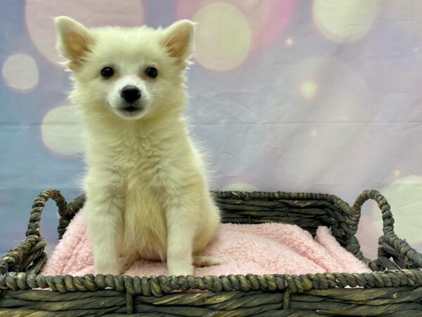 American Eskimo DOG Female White 21485 Petland Fort Myers, Florida