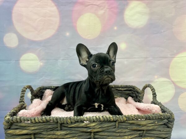 French Bulldog DOG Female Black 21447 Petland Fort Myers, Florida