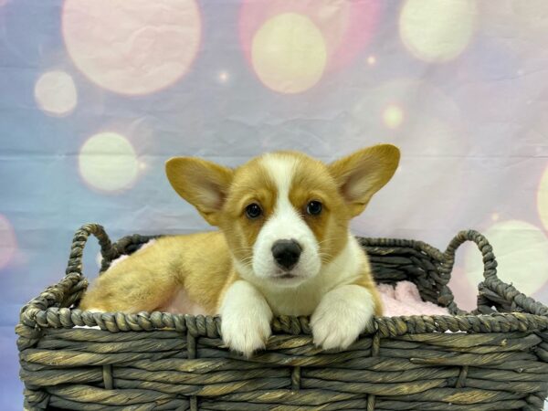 Pembroke Welsh Corgi DOG Female Red & White 21509 Petland Fort Myers, Florida