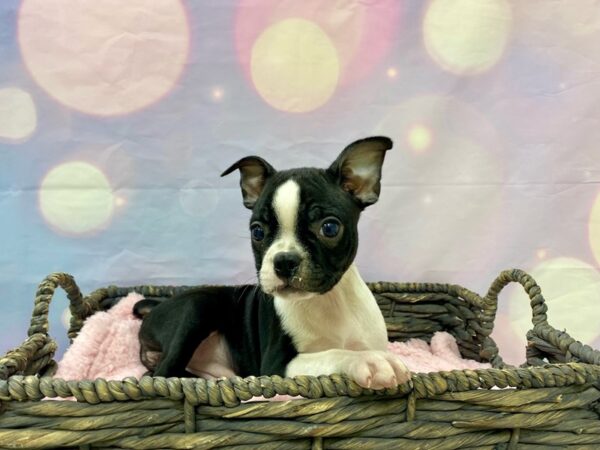 Boston Terrier DOG Female Black & White 21495 Petland Fort Myers, Florida