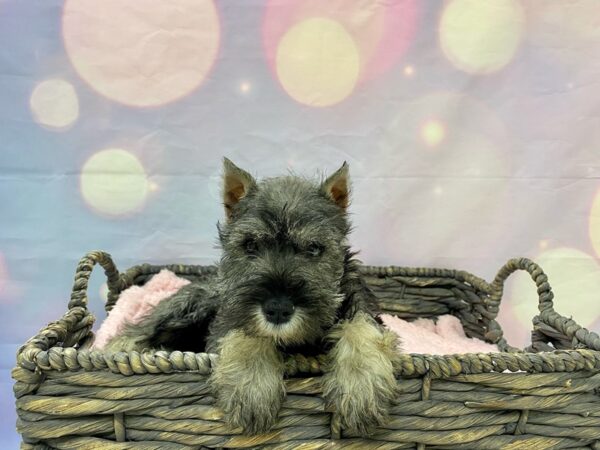 Miniature Schnauzer DOG Female Salt & Pepper 21496 Petland Fort Myers, Florida