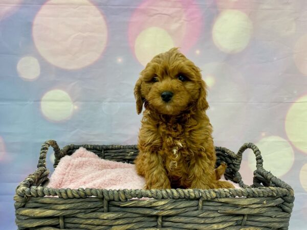 Cavapoo DOG Male Red & White 21506 Petland Fort Myers, Florida