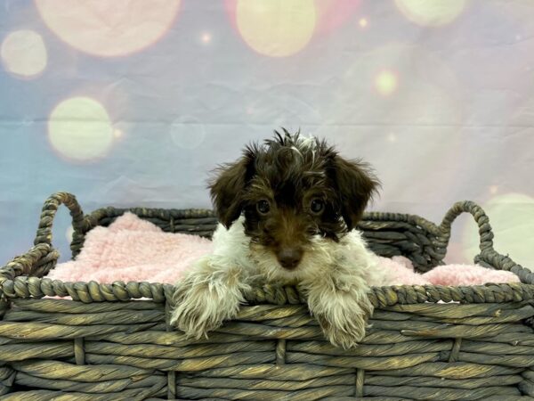 Schnoodle-DOG-Female-White & Brown-21512-Petland Fort Myers, Florida