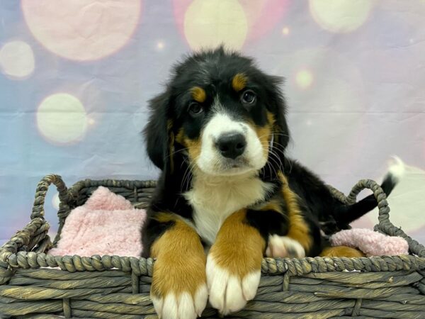 Bernese Mountain Dog DOG Female Black Rust & White 21508 Petland Fort Myers, Florida