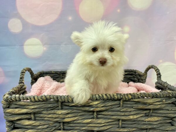 Pomeranian/Poodle-DOG-Male-Cream-21494-Petland Fort Myers, Florida