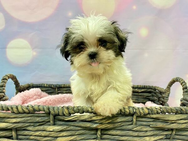 Maltese/Shih Tzu DOG Male Sable 21493 Petland Fort Myers, Florida