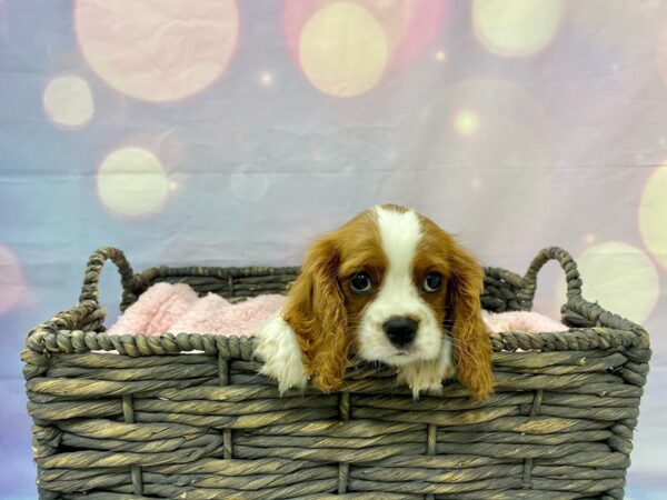 Cavalier King Charles Spaniel-DOG-Male-Blenheim-21492-Petland Fort Myers, Florida