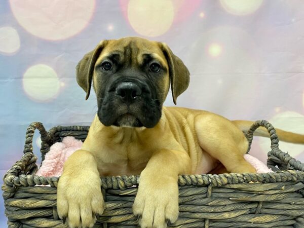 Bullmastiff DOG Female Red Fawn 21505 Petland Fort Myers, Florida