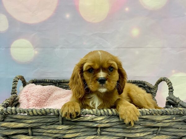 Cavalier King Charles Spaniel-DOG-Male-Ruby-21507-Petland Fort Myers, Florida