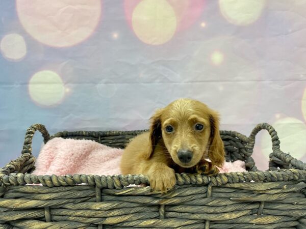 Dachshund DOG Male Chocolate 21503 Petland Fort Myers, Florida