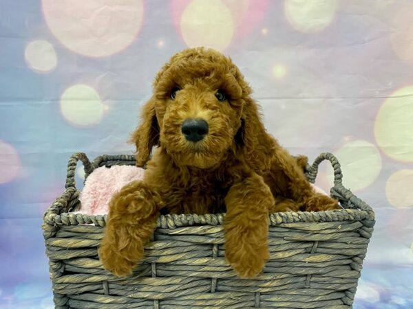 Poodle DOG Male Red 21500 Petland Fort Myers, Florida