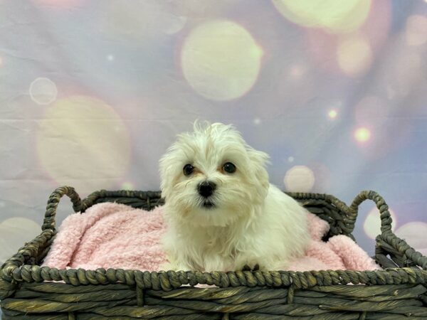 Maltese DOG Male White 21525 Petland Fort Myers, Florida