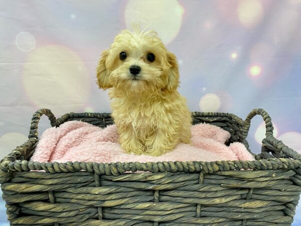 Cavapootese DOG Male Apricot 21523 Petland Fort Myers, Florida