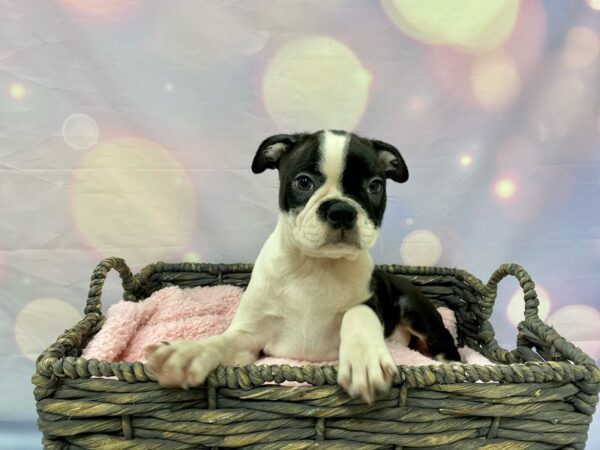 Boston Terrier-DOG-Male-Black & White-21516-Petland Fort Myers, Florida