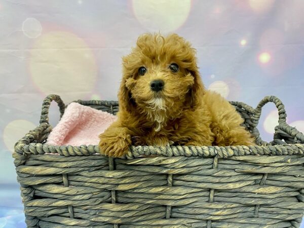 Cavapoo 2nd Gen DOG Male Ruby 21527 Petland Fort Myers, Florida