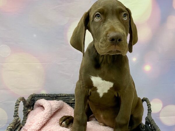 Great Dane DOG Male Chocolate 21519 Petland Fort Myers, Florida