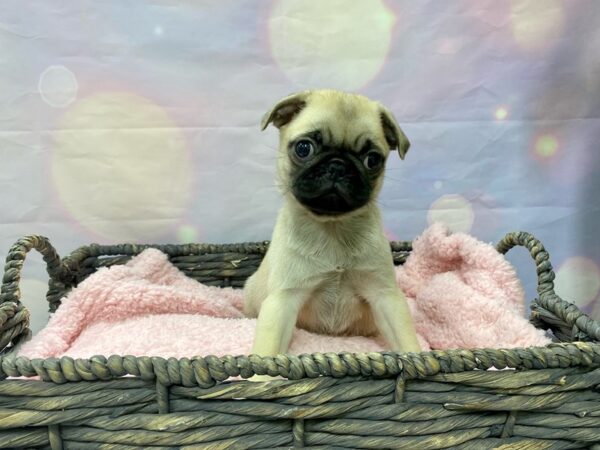 Pug DOG Female Fawn 21517 Petland Fort Myers, Florida