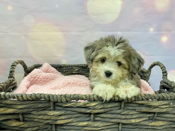 Mini Aussie Poo DOG Male Blie Merle 21520 Petland Fort Myers, Florida