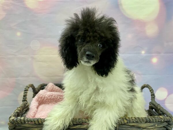 Poodle DOG Female White/Black/Parti 21522 Petland Fort Myers, Florida