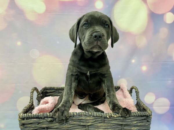 Cane Corso DOG Female Blue 21542 Petland Fort Myers, Florida