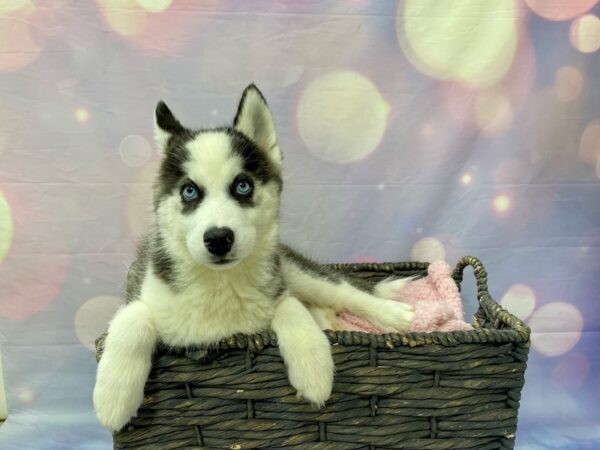 Siberian Husky-DOG-Male-Black & White-21541-Petland Fort Myers, Florida