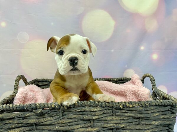 Olde Bulldog-DOG-Male-Brown White & Tan-21540-Petland Fort Myers, Florida