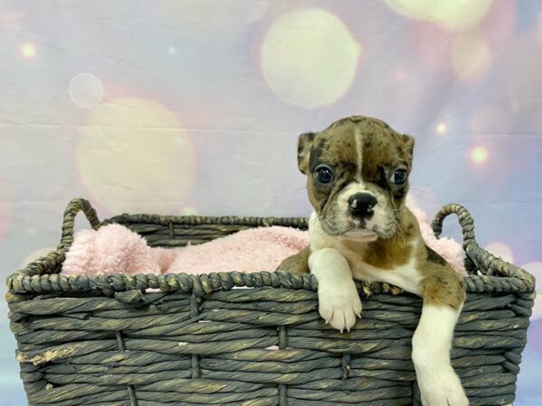 Boston Terrier-DOG-Female-Blue Merle-21538-Petland Fort Myers, Florida