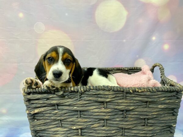 Beagle DOG Female Tri 21535 Petland Fort Myers, Florida