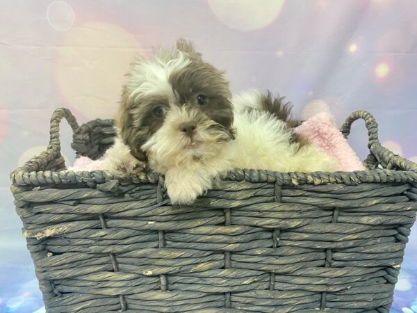 Poodle/Shih Tzu-DOG-Male-Chocolate & White-21536-Petland Fort Myers, Florida