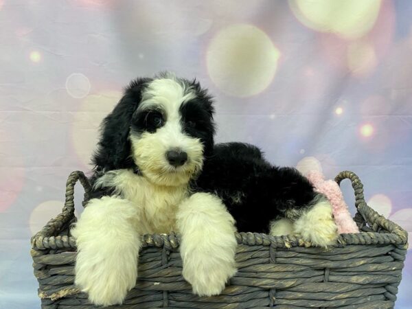 Portuguese Water Dog-DOG-Male-Black & White-21539-Petland Fort Myers, Florida